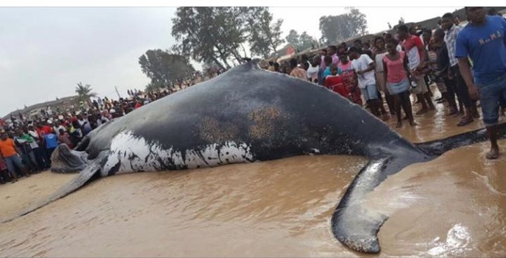 whole whale beached